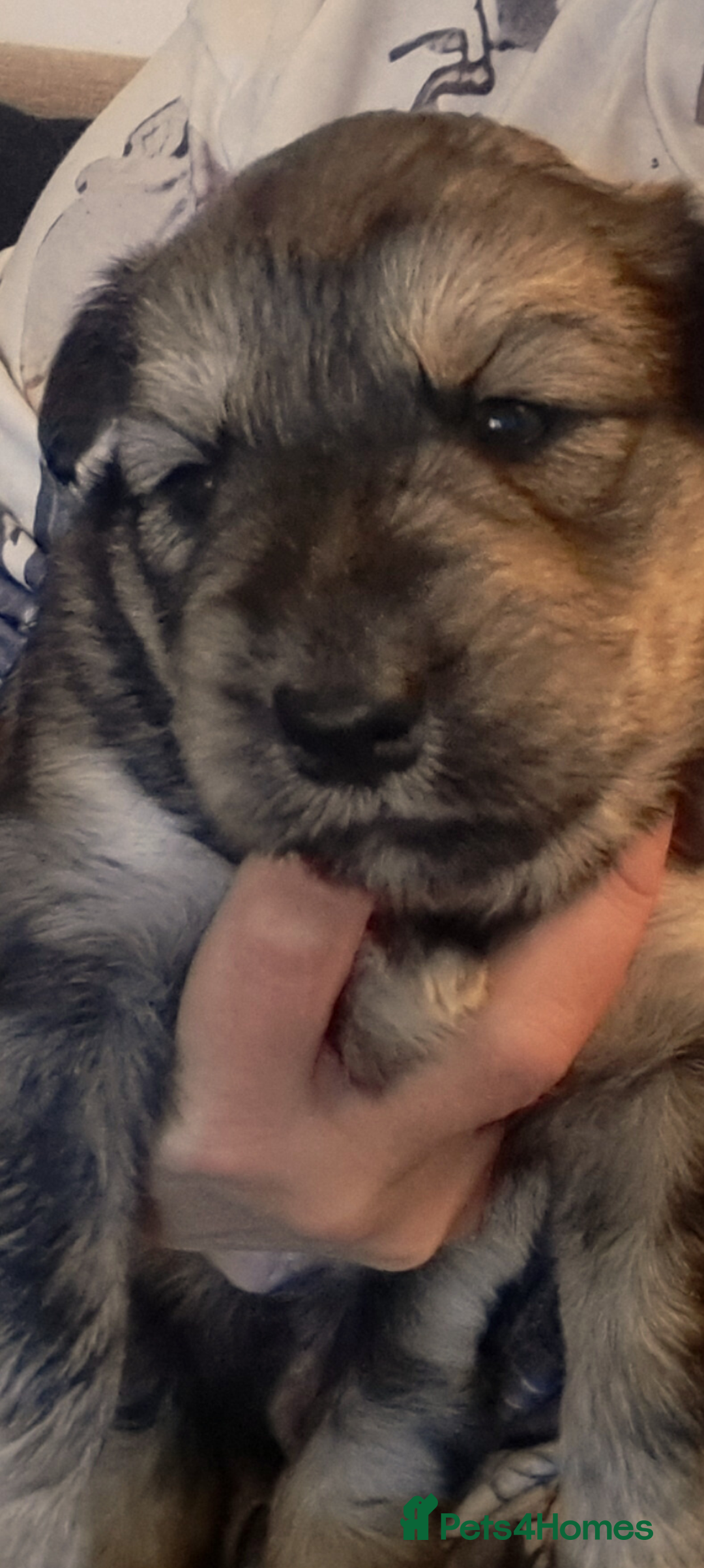 Mixed Breed dogs for sale: Husky x Lab Pup - Advert 5