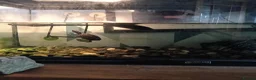 Turtle reptiles for sale: 2 musk turtle with full setup  - Advert 4