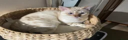 Bengal cats for sale: Snowy Bengal, 1 year old in Manchester - Advert 1