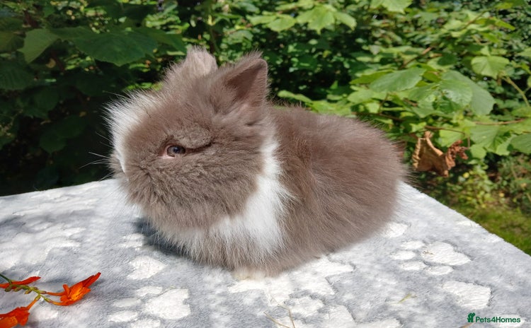 Lionhead rabbits - Advert 1