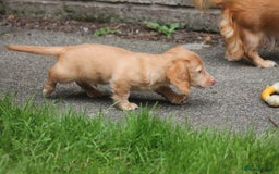 Dachshund dogs for sale: KC beautiful cream dachshund miniature long haired - Image 5