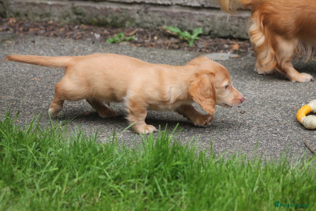 Dachshund dogs for sale: KC beautiful cream dachshund miniature long haired - Image 5