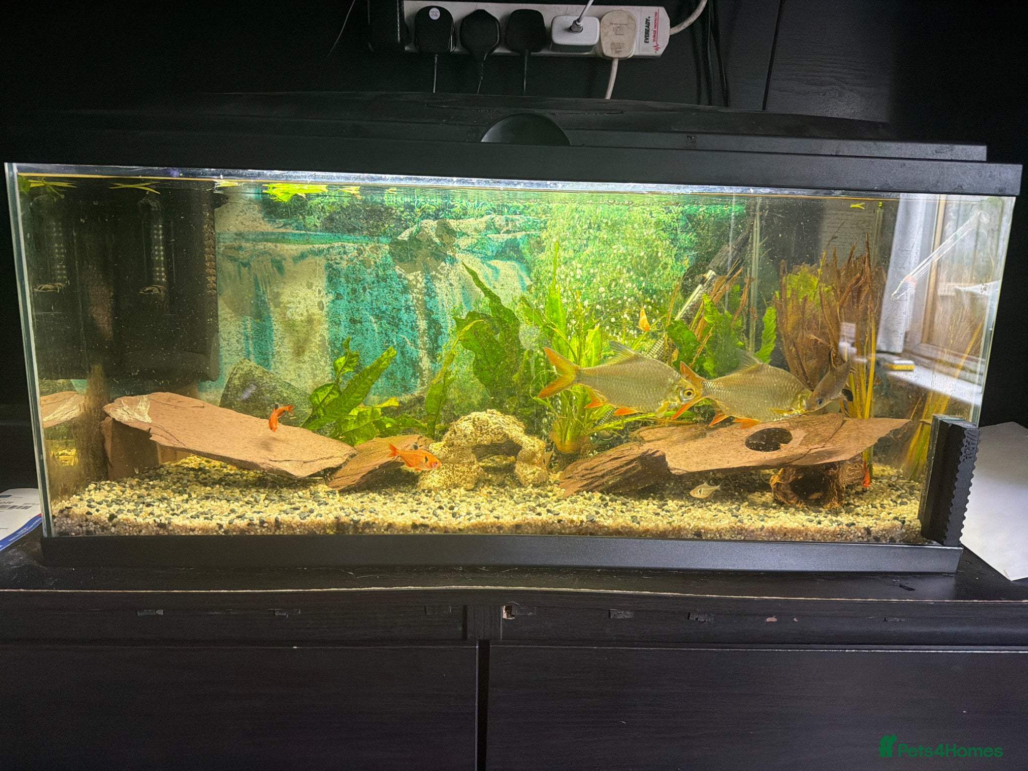 Plecos fish Full tropical fish tank and fish  - Advert 1