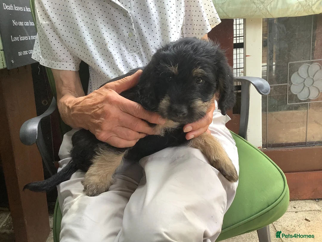 Labradoodle dogs for sale: Toy Labradoodle  - Advert 1