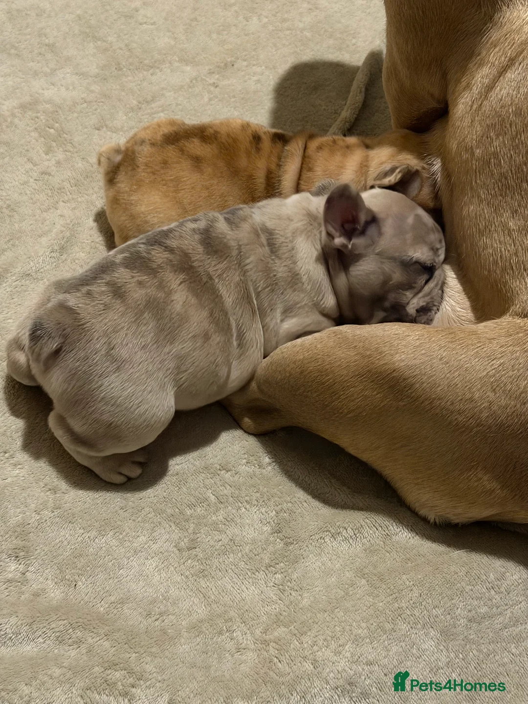 French Bulldog dogs for sale: French bulldog puppies  - Advert 8