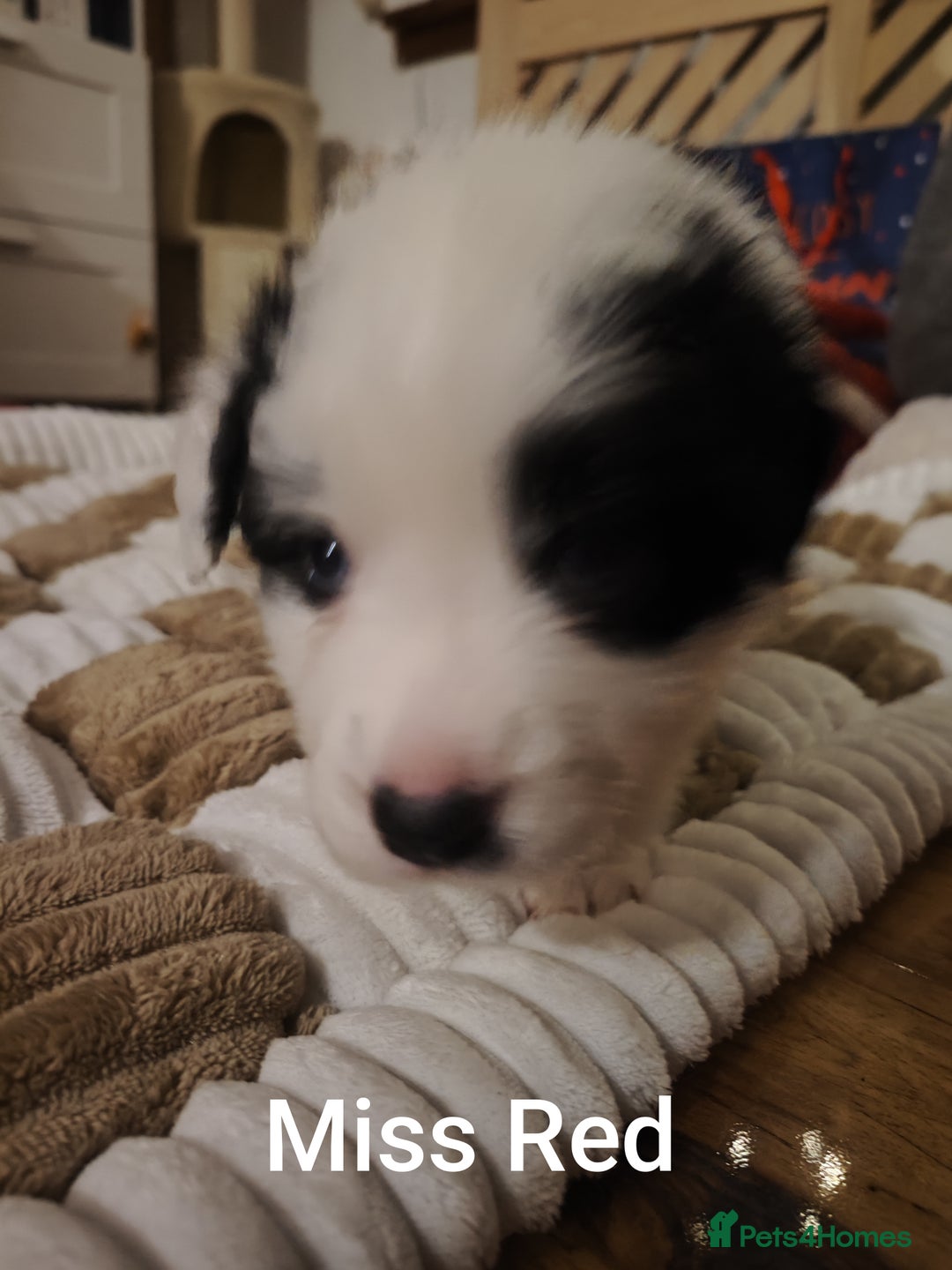 Border Collie dogs for sale: Stunning puppies from international champion line. - Advert 24