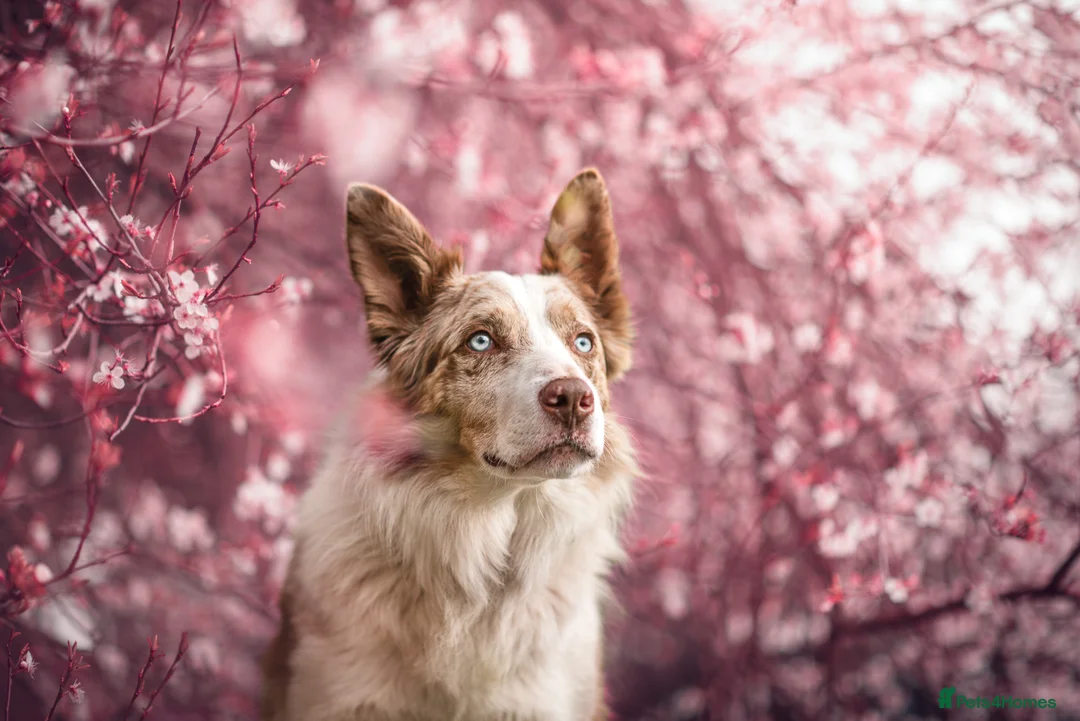 Border Collie dogs for stud: Border Collie available at stud  - Advert 2