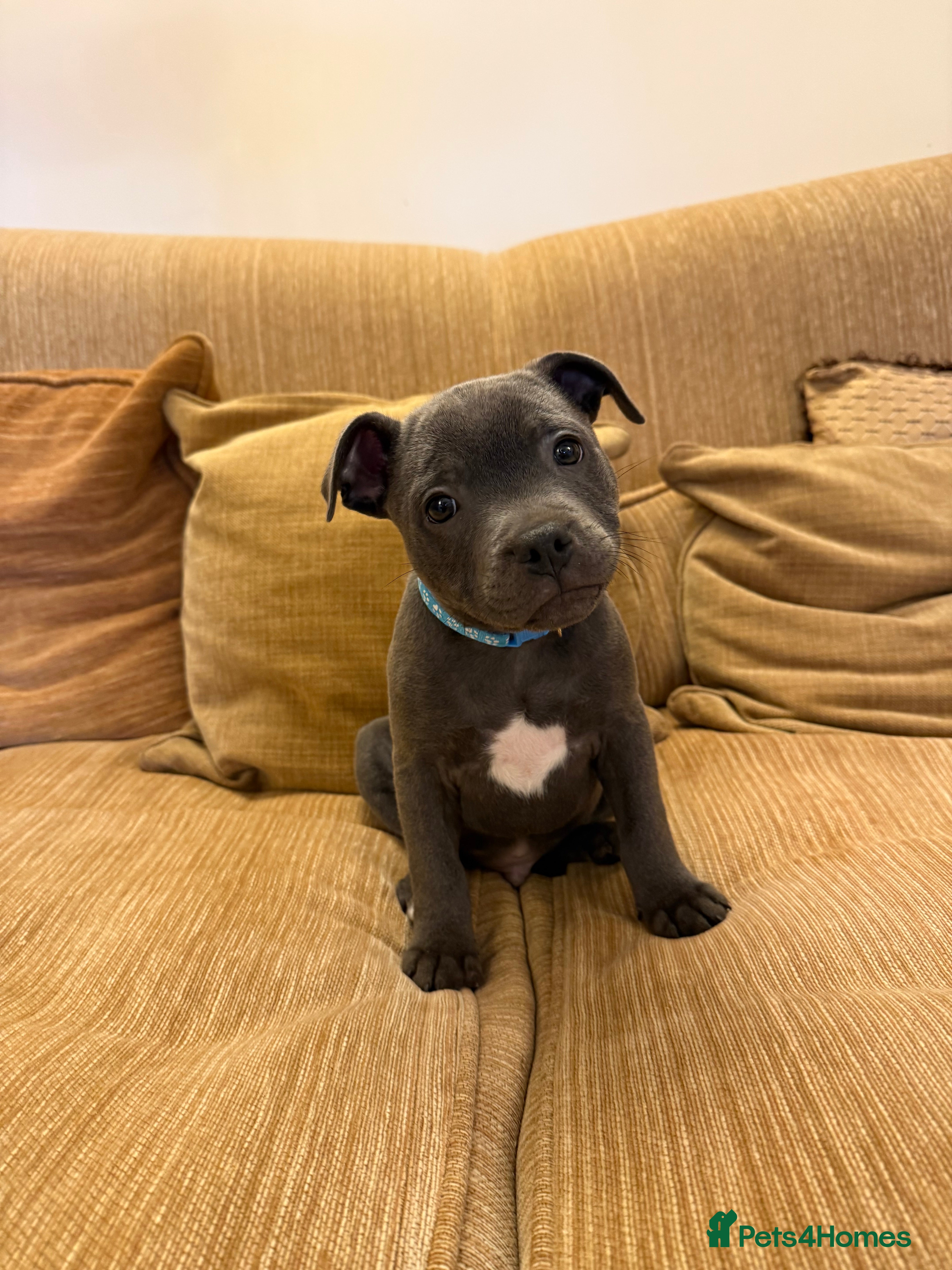 Staffordshire Bull Terrier dogs KC Registered/Health Tested Blue SBT Puppies - Advert 3