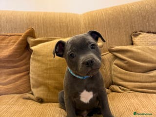 Staffordshire Bull Terrier dogs KC Registered/Health Tested Blue SBT Puppies - Advert 3