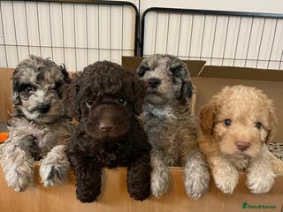 Cockapoo dogs Cockapoo F1b Puppies born 8 December - Advert 2