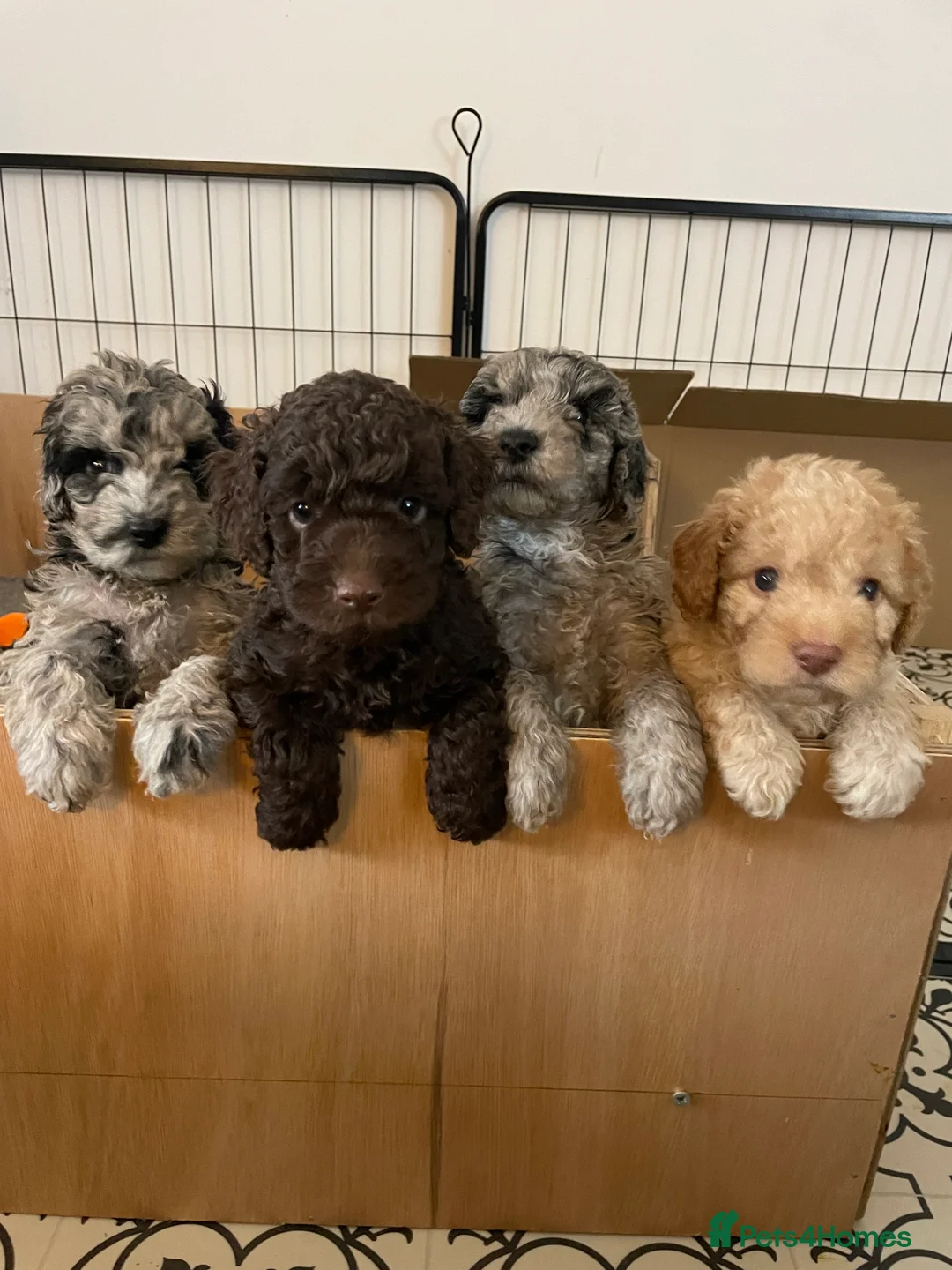 Cockapoo dogs for sale: Cockapoo F1b Puppies born 8 December  - Advert 1