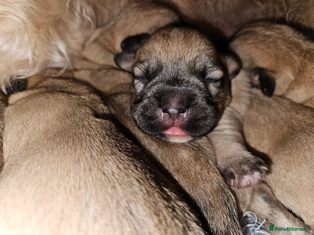 Glen of Imaal Terrier dogs for sale: Maximum dog in minimum frame! - Advert 8