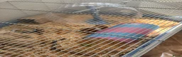 Hamster rodents for sale: Hamster  - Advert 4