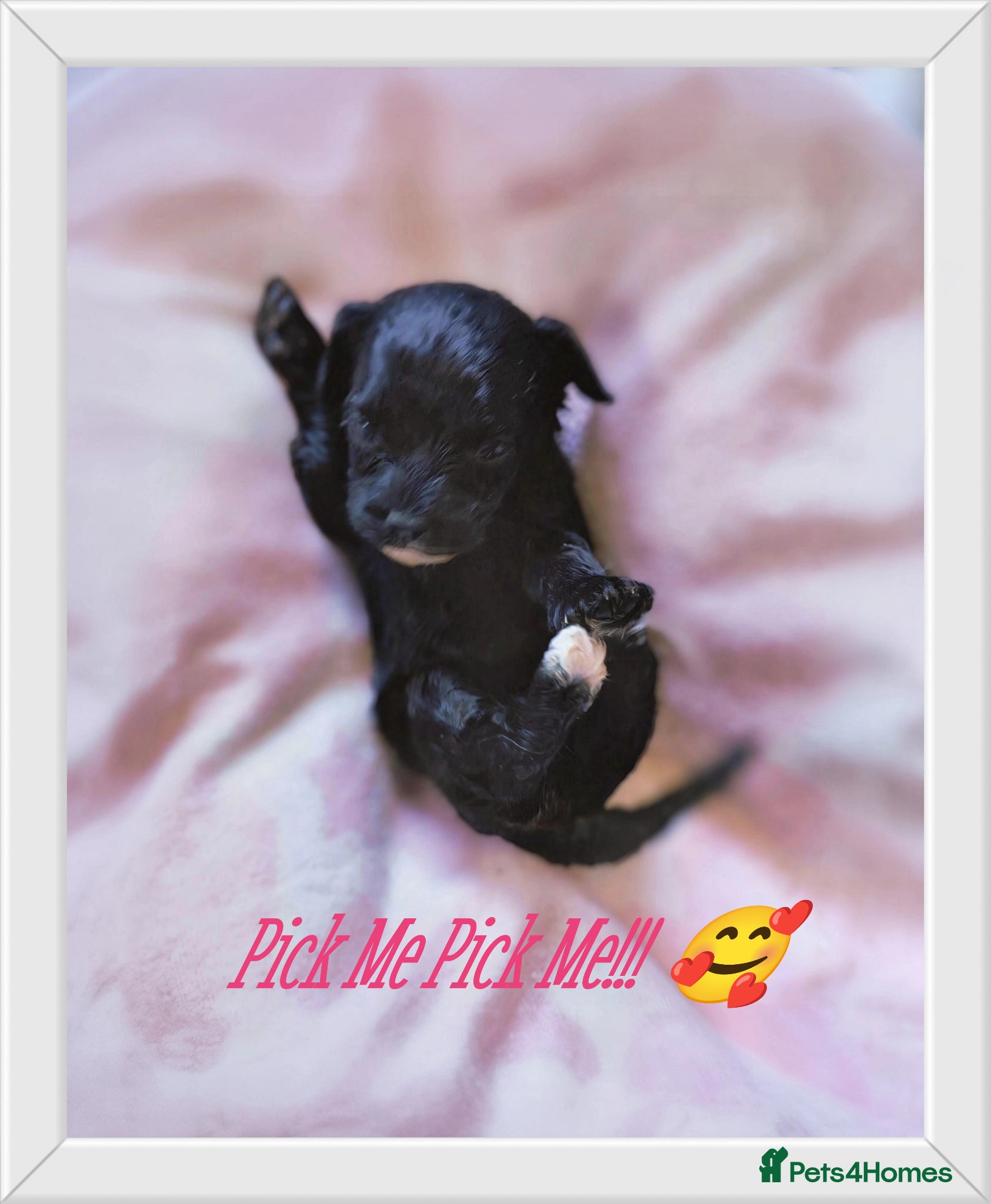 Cavapoo dogs Unique🌈Litter F1 Cavapoo's Health Tested  - Advert 6