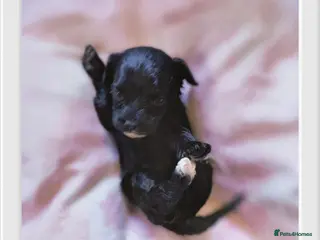 Cavapoo dogs Unique🌈Litter F1 Cavapoo's Health Tested - Advert 6