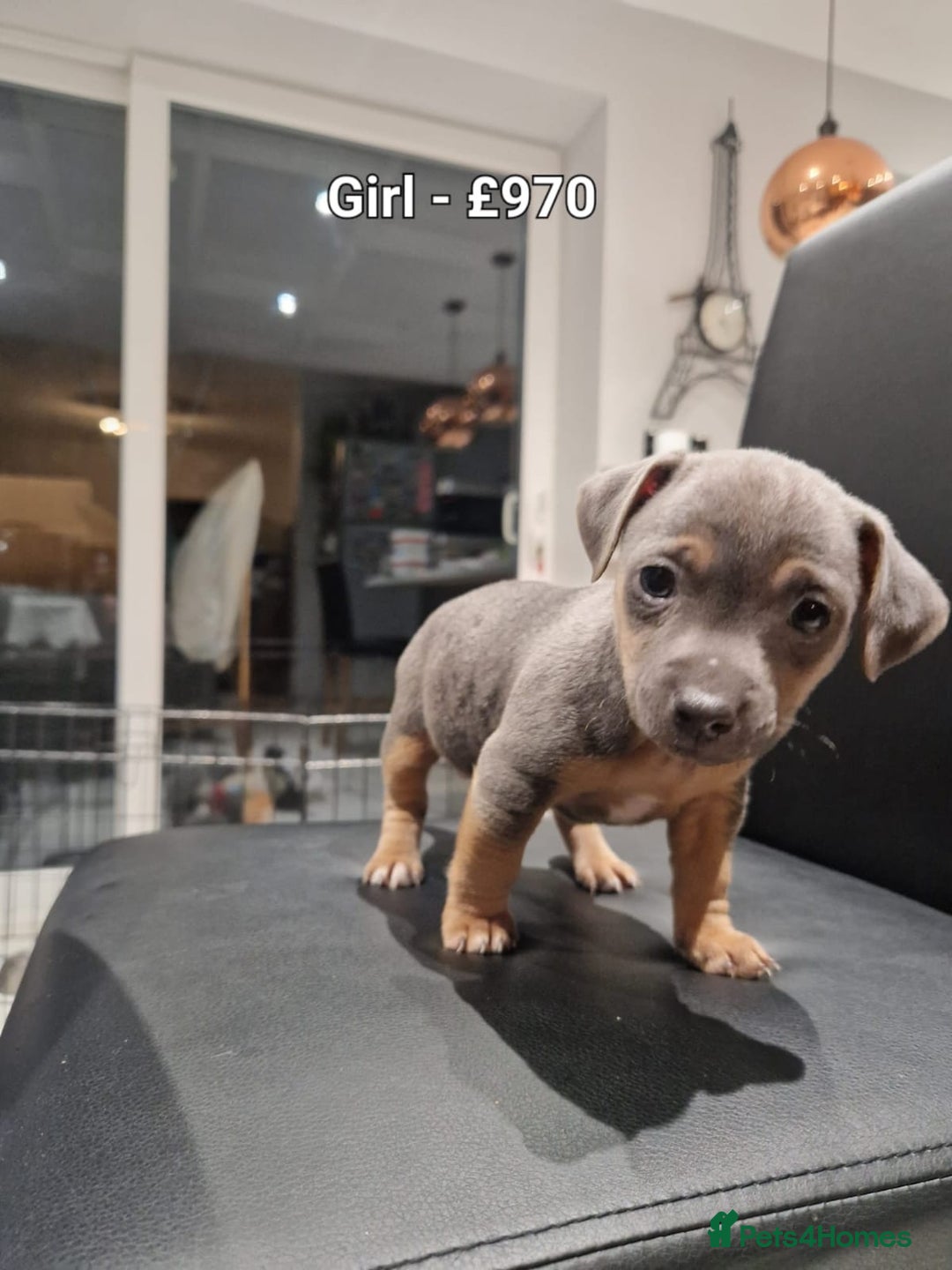 Jack Russell dogs for sale: Pure Jack russell puppies. Ultra-Rare colored.  - Advert 16