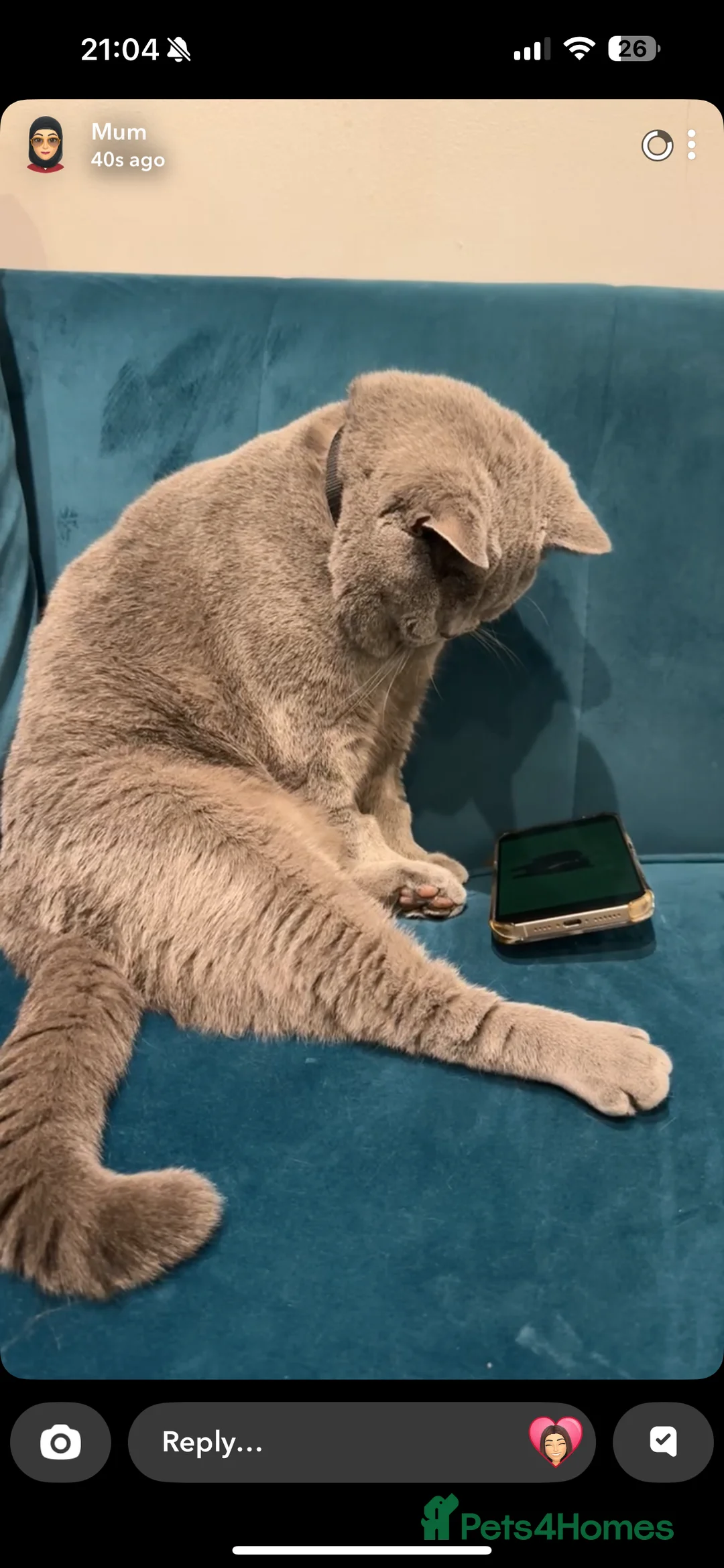 British Shorthair cats for sale: Beautiful loving BSH - Advert 7