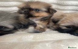 Shih Tzu dogs for sale: KC Shihtzu pups  - Image 12
