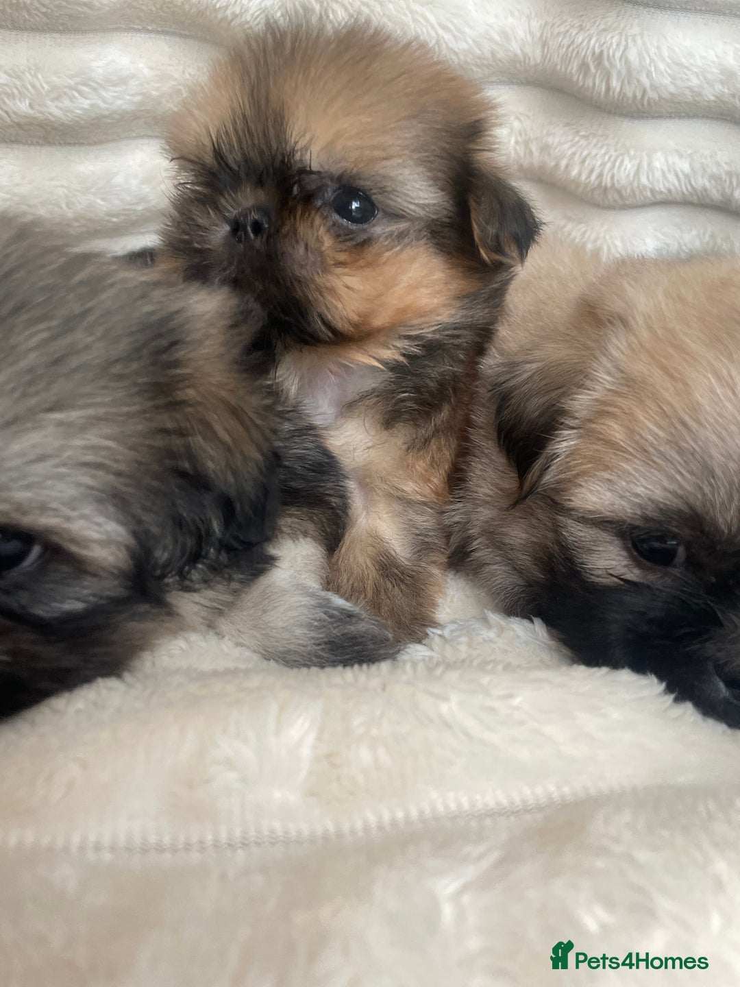 Shih Tzu dogs for sale: KC Shihtzu pups  - Image 12