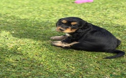 Cocker Spaniel dogs for sale: Stunning KC Show Type Cocker Spaniels - Image 7