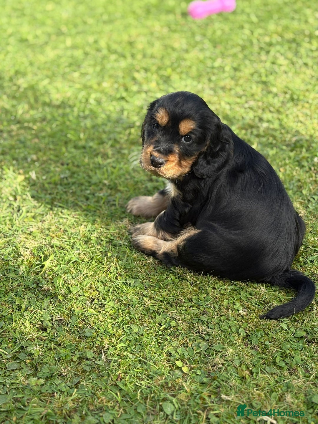 Cocker Spaniel dogs for sale: Stunning KC Show Type Cocker Spaniels - Image 7