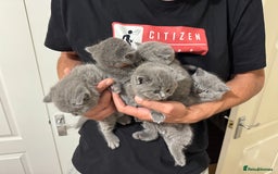 British Shorthair cats for sale: British Shorthair Blue Kittens - Image 16