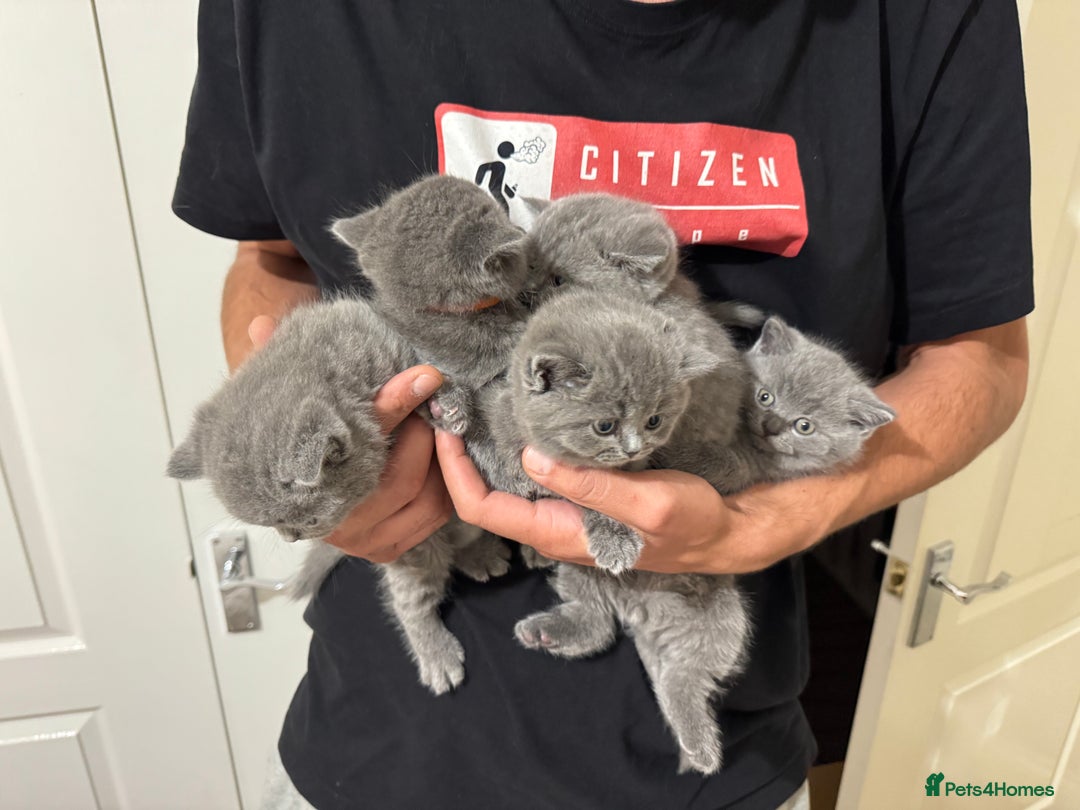 British Shorthair cats for sale: British Shorthair Blue Kittens - Image 16