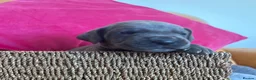 Great Dane dogs for sale: Ready to go! Pedigree blue & black Great Dane Pups - Advert 26