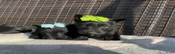 Scottish Terrier dogs for sale: Scottish Terrier Puppies  - Advert 14