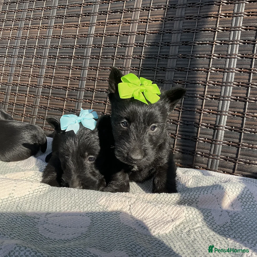 Scottish Terrier dogs for sale: Scottish Terrier Puppies  - Advert 14