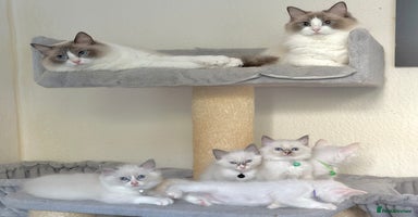 Ragdoll cats - Advert 3