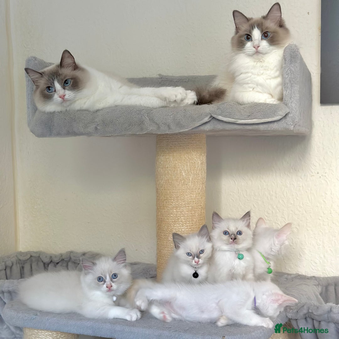 Ragdoll cats for sale: Gentle, Affectionate, Cuddly, Playful Kittens - Image 9