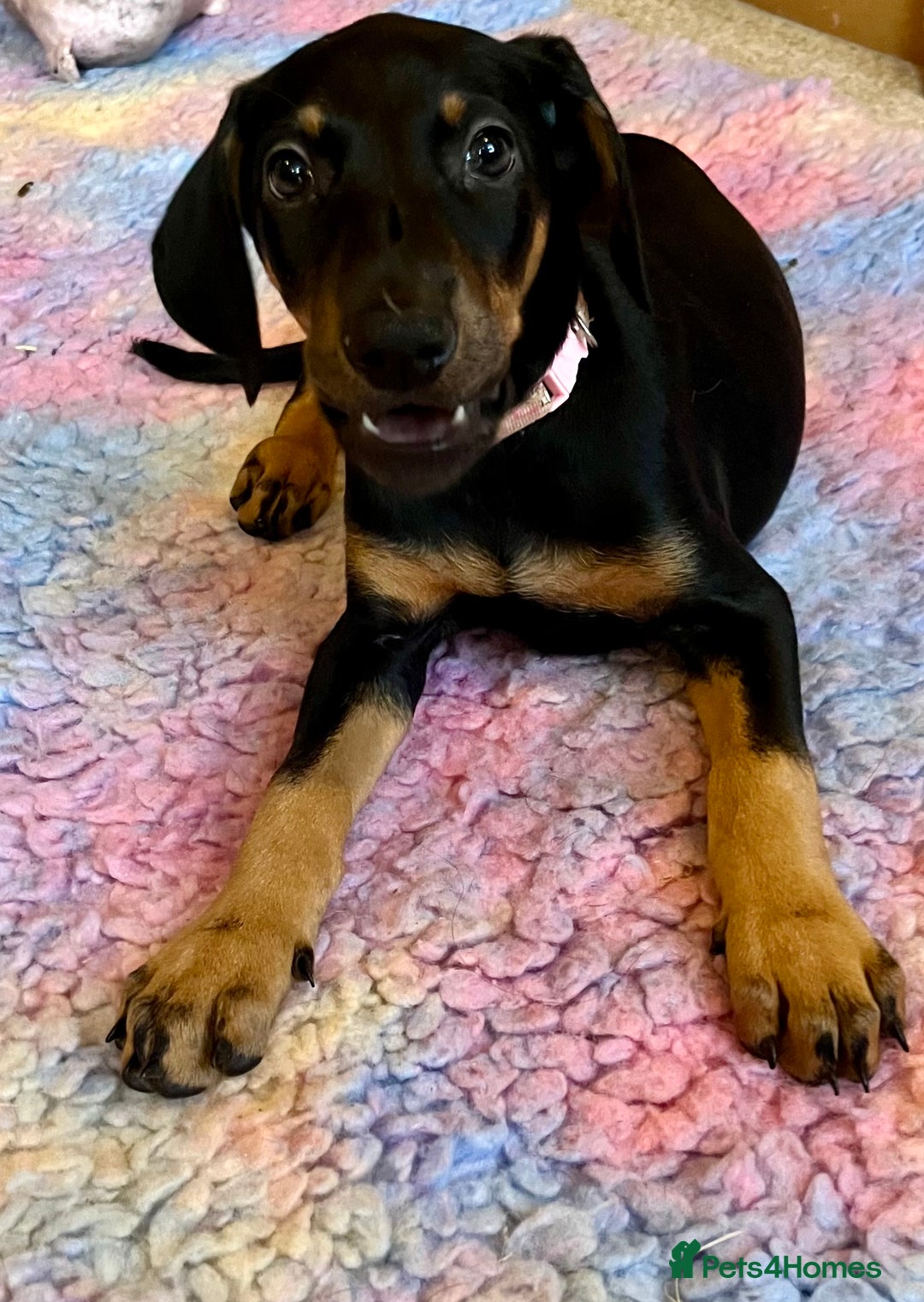 Dobermann dogs for sale: KC health tested Doberman puppies - Advert 2