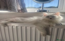 Persian cats for sale: Boy Persian kitten. Ready 2 go ASAP!🔥 - Image 3