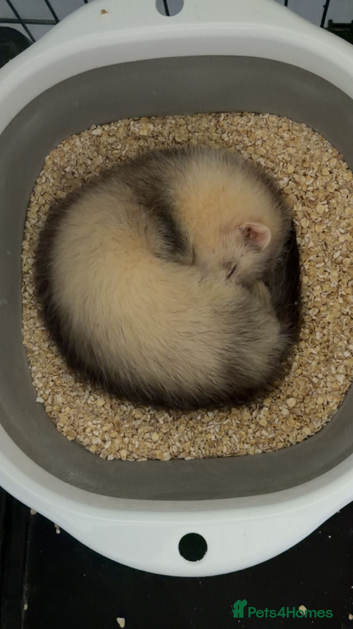 Ferret rodents for sale: Jill ferret  - Advert 3