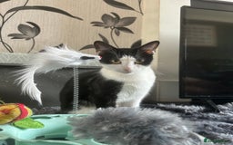 Mixed Breed cats for sale: 15 month old sisters  - Image 5
