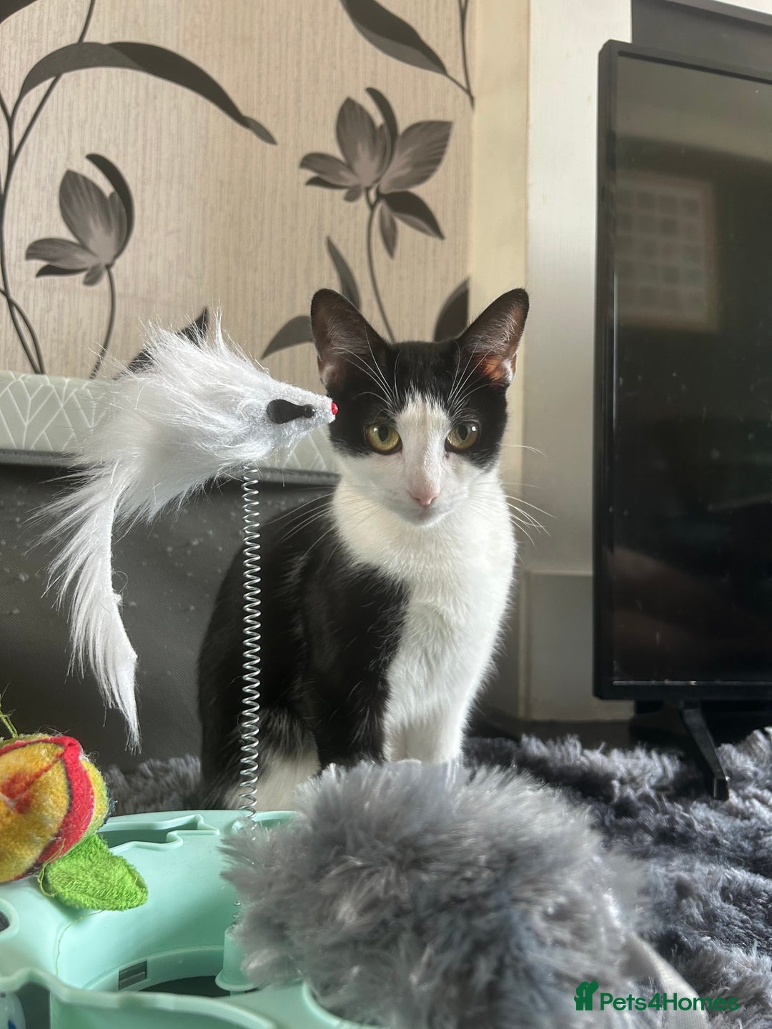 Mixed Breed cats for sale: 15 month old sisters  - Image 5