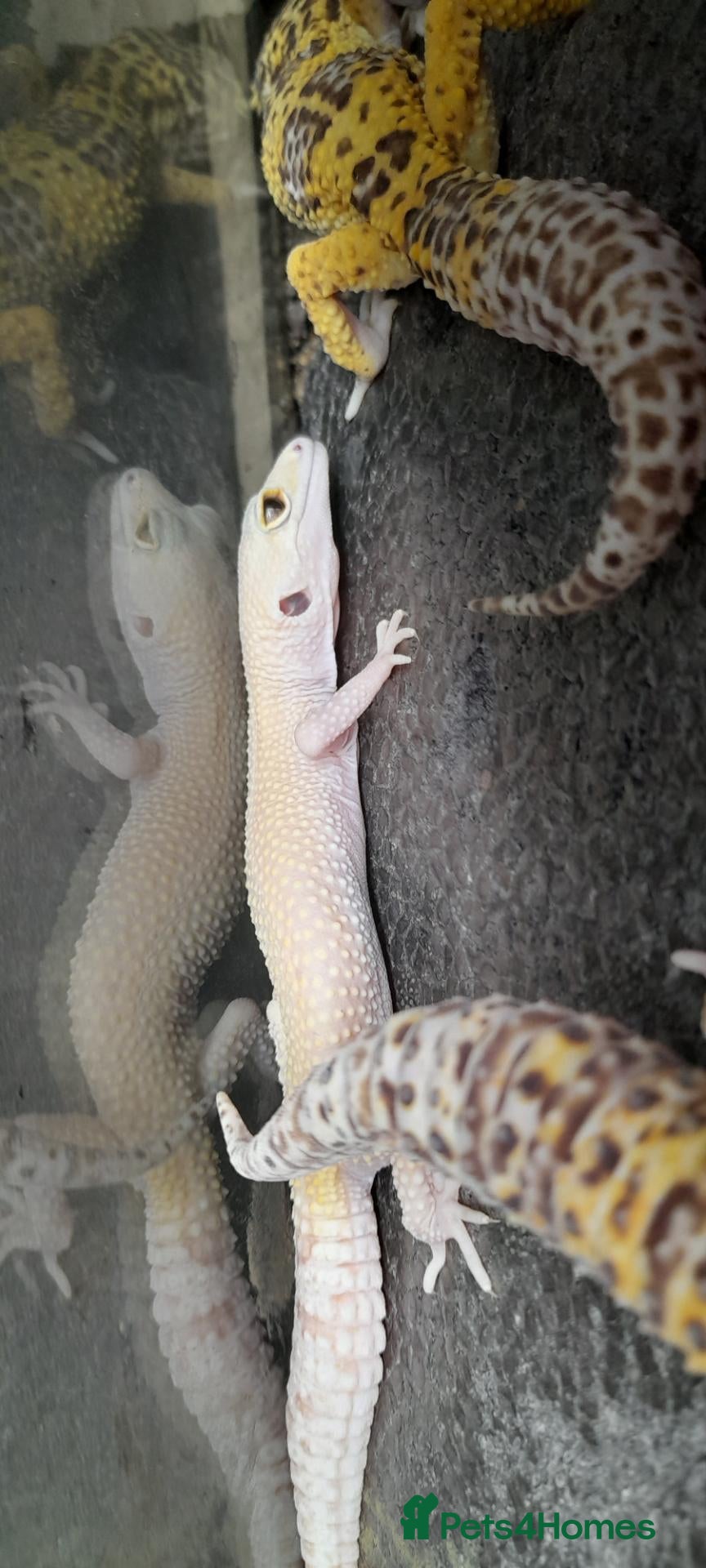 Chameleon reptiles 4 leopard geckos - Advert 2