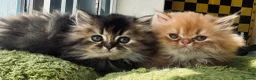 Persian cats for sale: Persian kittens - Advert 2