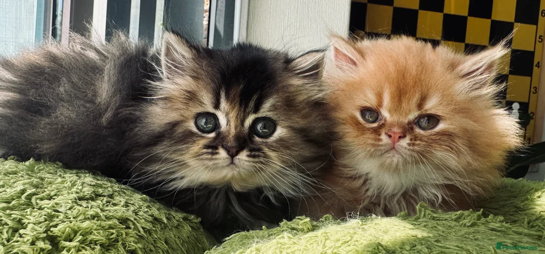 Persian cats for sale: Persian kittens - Advert 2