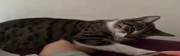 Mixed Breed cats for sale: 5 cute kittens - MALE AND FEMALE - Advert 2