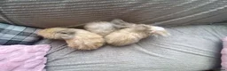 Angora rabbits for sale: English Full Face Angora Kits - Advert 5