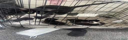 Mixed Breed cats for sale: 3 gorgeous kittens - Advert 2