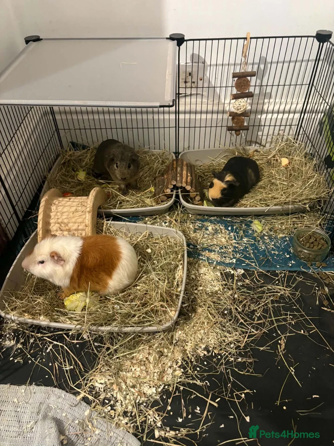 Guinea Pig rodents for sale: 3 guinea pigs  in Widnes - Advert 1