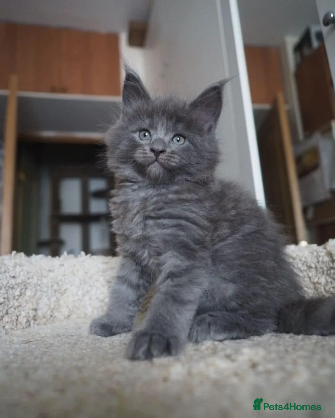Maine Coon cats Big Cuddly Fully Health Tested 100% Maine Coons - Advert 4