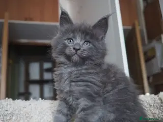 Maine Coon cats Big Cuddly Fully Health Tested 100% Maine Coons - Advert 4