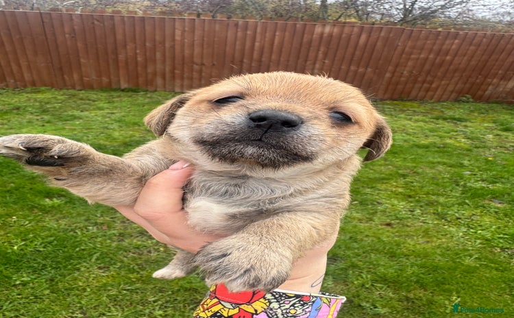 Yorkshire Terrier dogs Yorkshire terrier puppies - Advert 2