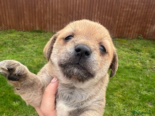 Yorkshire Terrier dogs Yorkshire terrier puppies - Advert 2