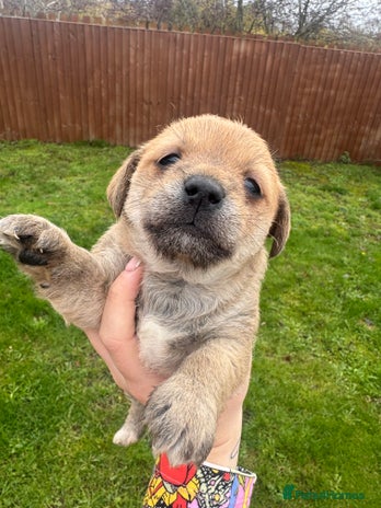 Yorkshire Terrier dogs Yorkshire terrier puppies - Advert 2
