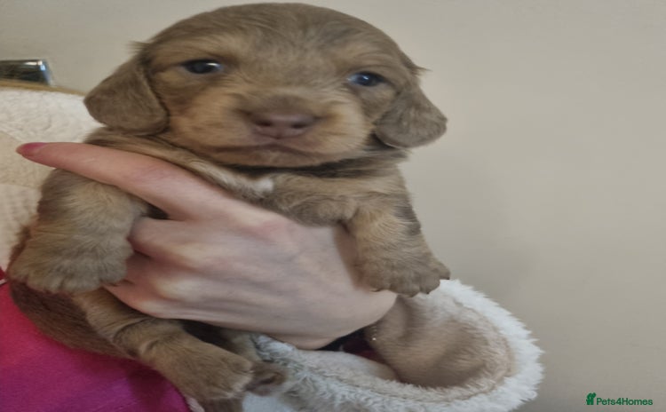 Miniature Dachshund dogs - Advert 3